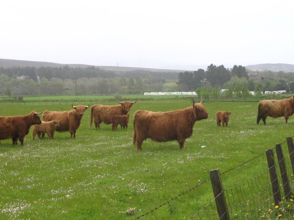 Highlander Hotel 'A Bespoke Hotel' Newtonmore Dış mekan fotoğraf